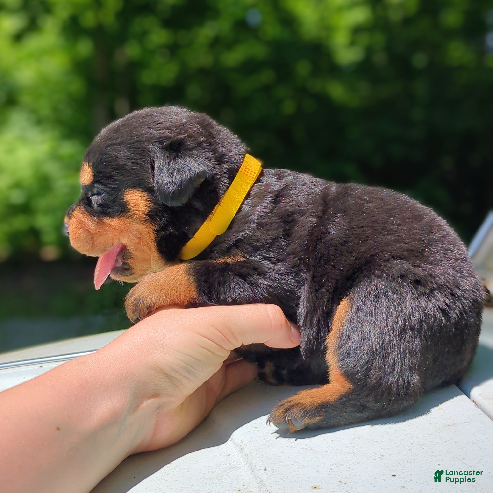Rottweiler dogs for sale: Jag - Ad 3