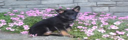 German Shepherd dogs for sale: Buddy  - Ad 6