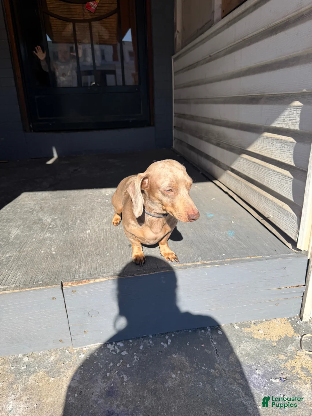 Miniature Dachshund dogs for sale: Miniature Dachshund - Charger - Ad 5