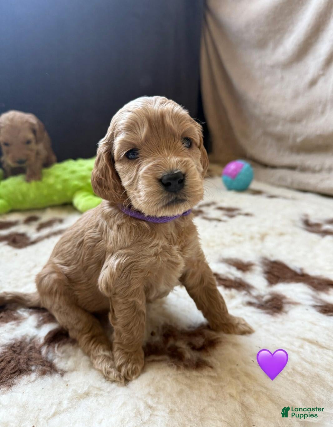 Cavapoo dogs Tom - Ad 37