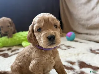 Cavapoo dogs Tom - Ad 37