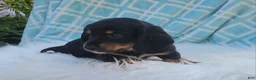 Miniature Dachshund dogs for sale: Venture  - Ad 20