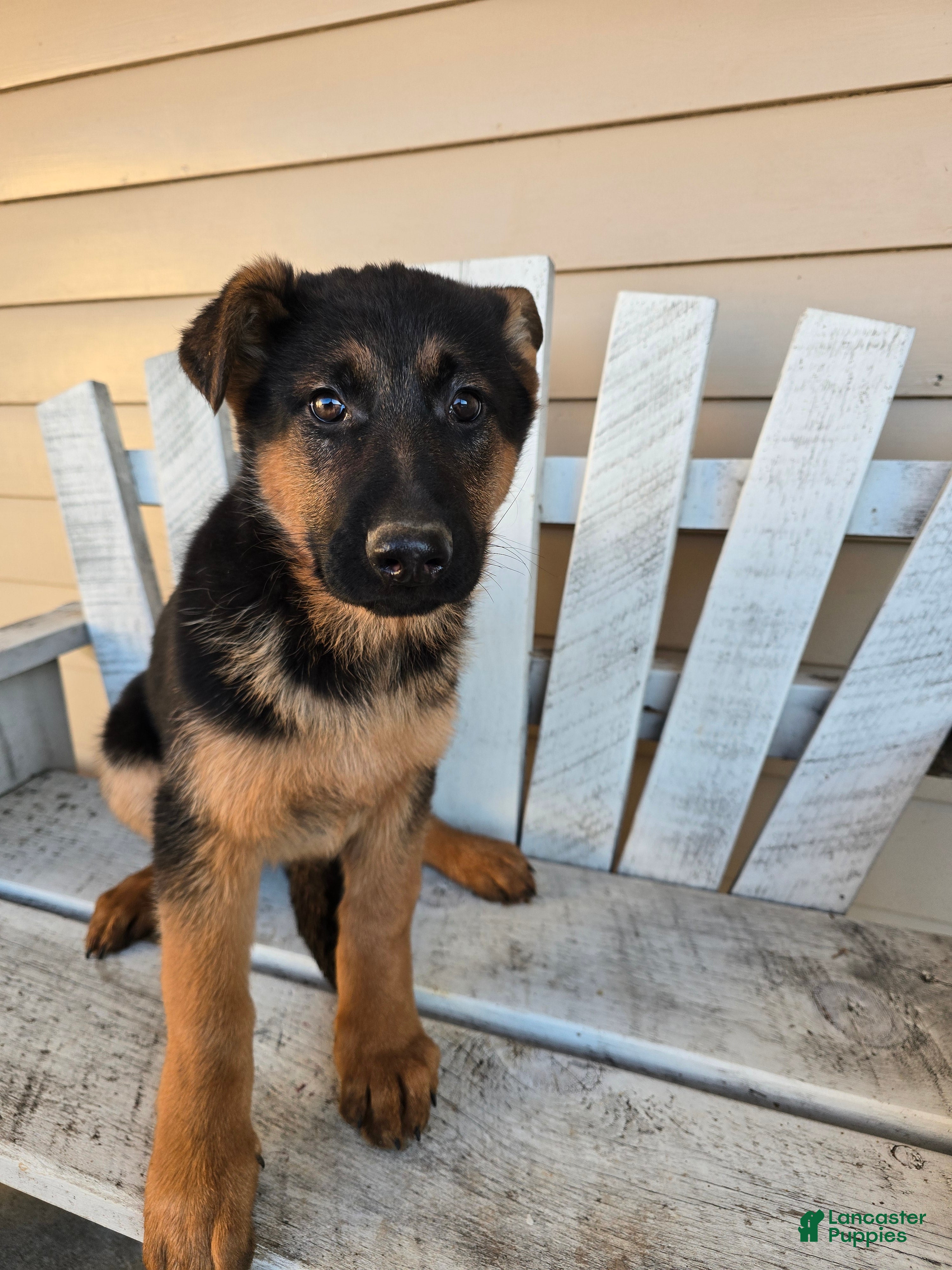 German Shepherd dogs Inka - Ad 15