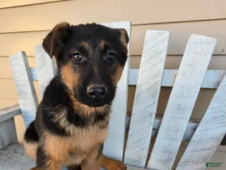 German Shepherd dogs Inka - Ad 24