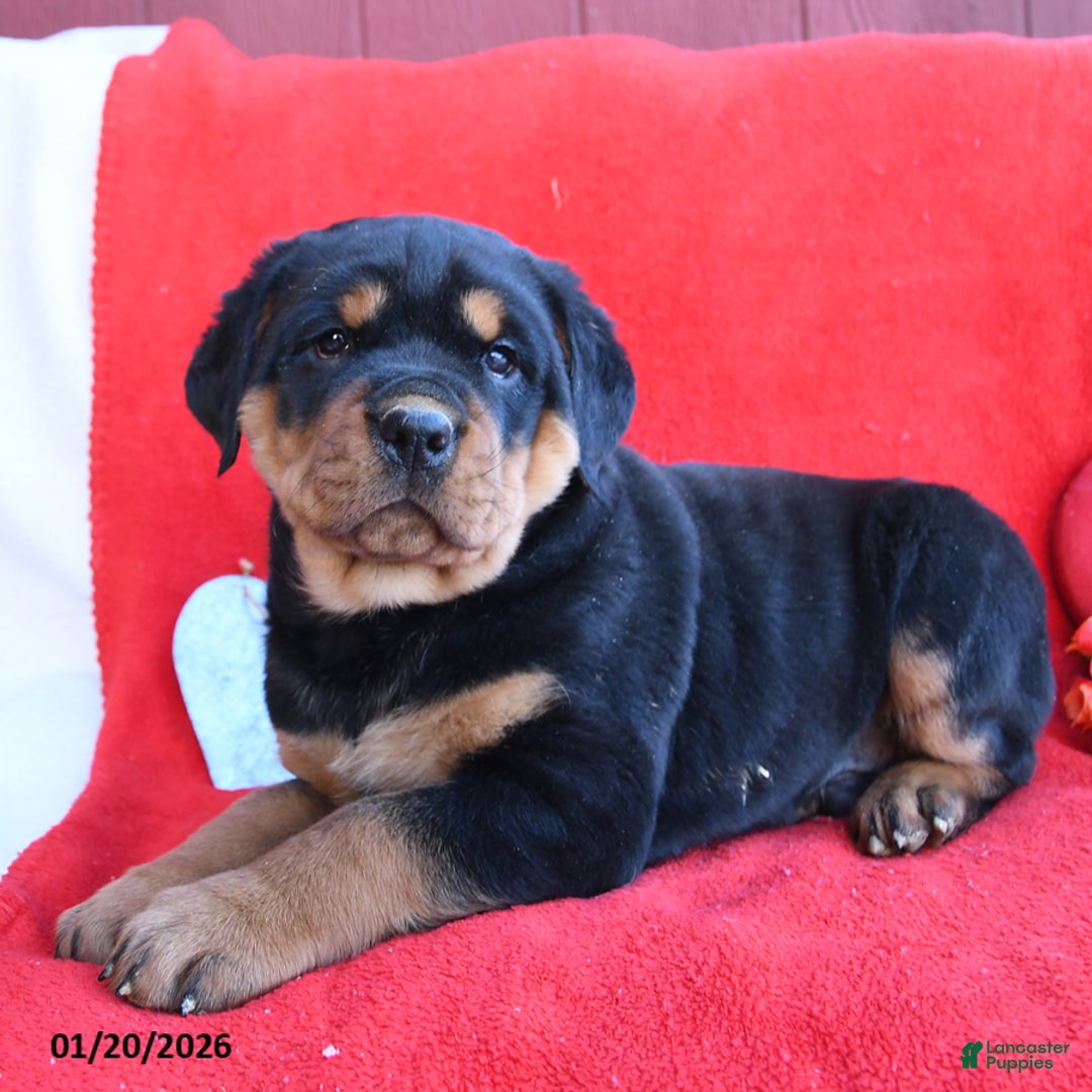 Rottweiler dogs for sale: Rocky - Ad 1