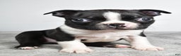Boston Terrier dogs for sale: Jackson - Ad 3