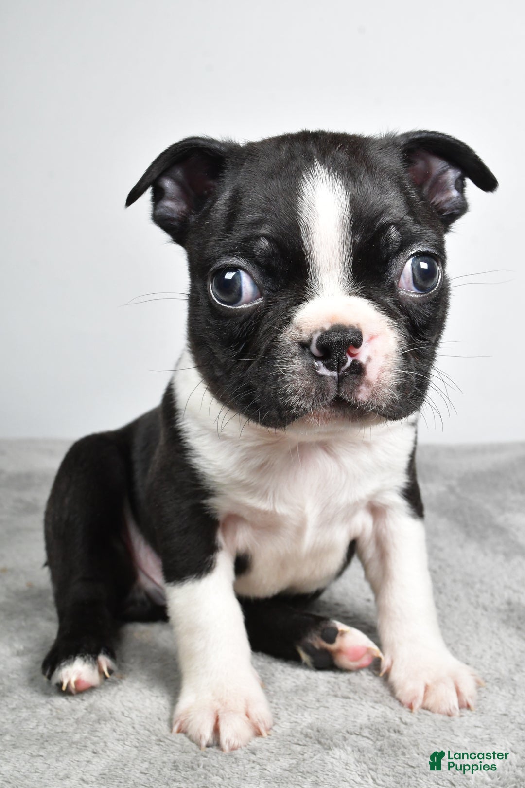 Boston Terrier dogs for sale: Jackson - Ad 3