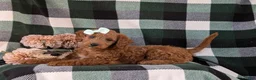 Miniature Labradoodle dogs for sale: Charlee Hypoallergenic - Ad 5