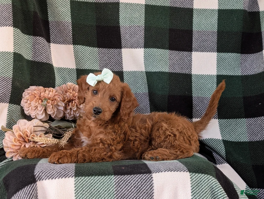 Miniature Labradoodle dogs for sale: Charlee Hypoallergenic - Ad 5