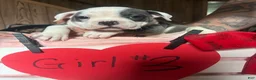 Olde English Bulldogge dogs for sale: Olde English Bulldogge 3 - Ad 12