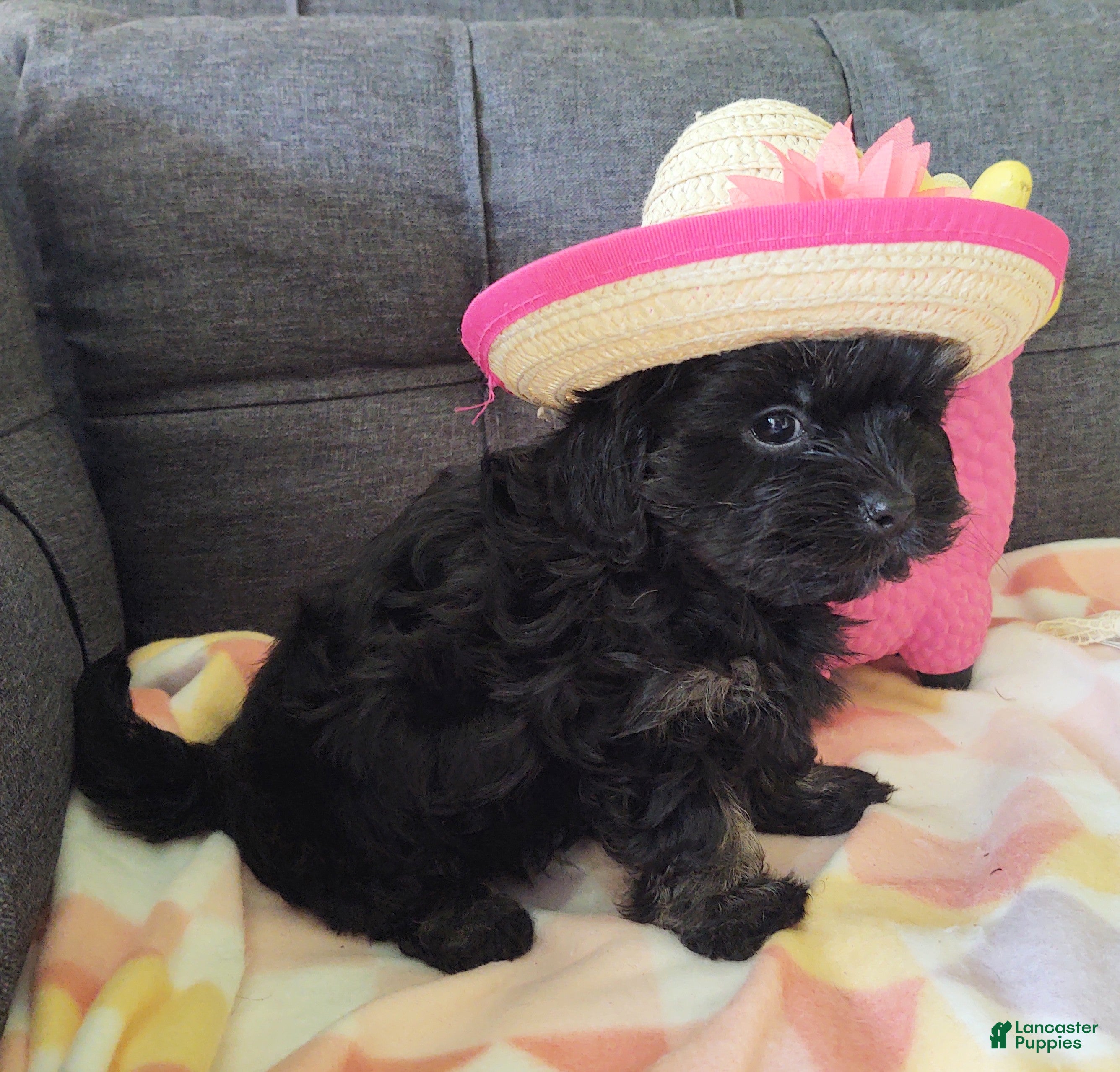 Yorkiepoo dogs Pearl - Ad 2