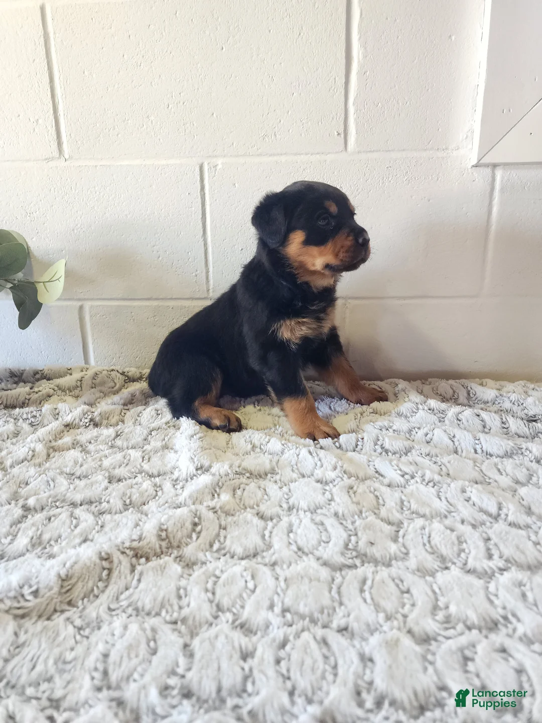 Rottweiler dogs for sale: Bozo - Ad 2