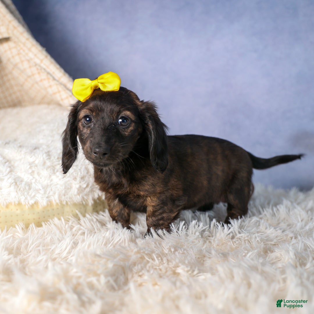 Miniature Dachshund dogs for sale: Cupcake - Ad 3