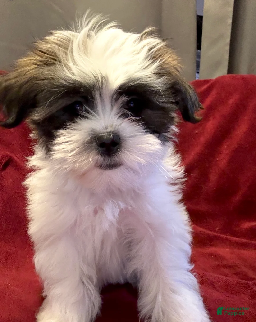 Shih Tzu dogs for sale: Heart - Ad 3