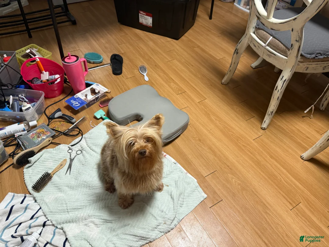 Yorkshire Terrier dogs for sale: Yorkshire Terrier Puppy 2 - Ad 2