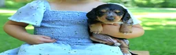 Miniature Dachshund dogs for sale: Mini Dachshund: Sam - Ad 2