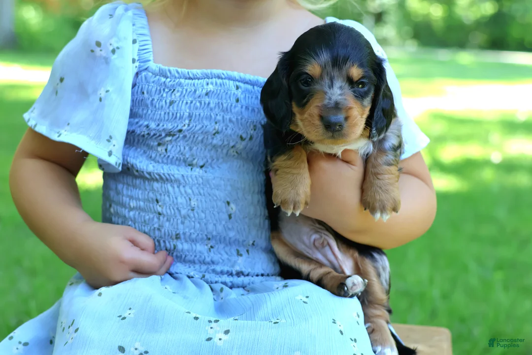 Miniature Dachshund dogs for sale: Mini Dachshund: Sam - Ad 2