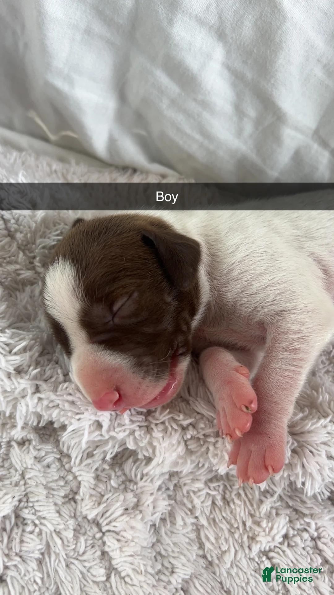 Mixed Breed dogs for sale: Mixed Breed 6 - Ad 1