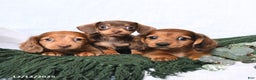 Miniature Dachshund dogs for sale: Toby - Ad 5