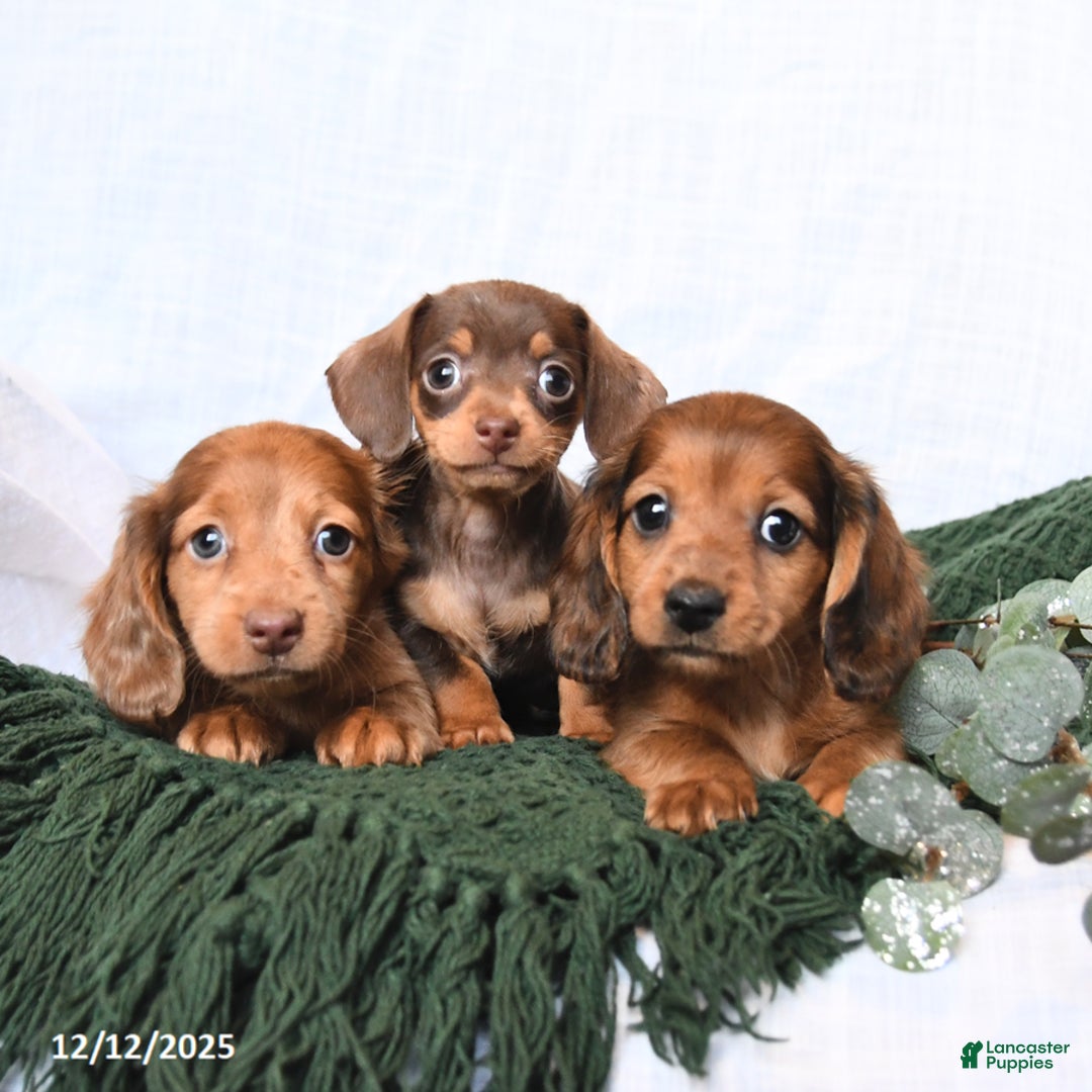 Miniature Dachshund dogs for sale: Toby - Ad 5