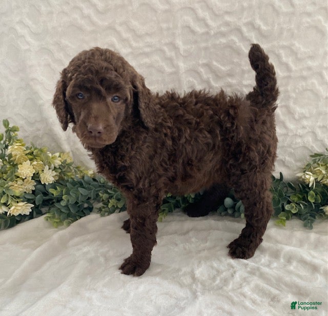 Standard Poodle dogs Kassie- genetic clear - Ad 33
