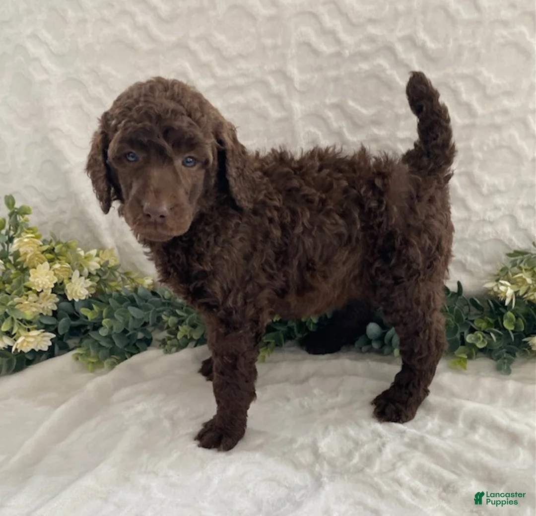 Standard Poodle dogs for sale: Kassie- genetic clear - Ad 1