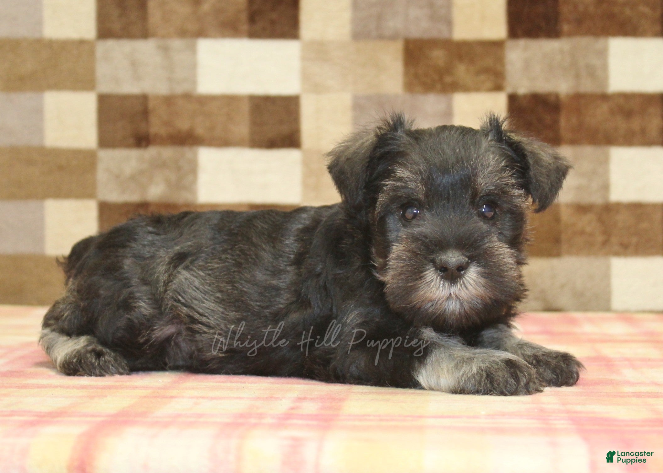 Miniature Schnauzer dogs Eddy - Ad 2