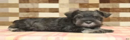 Miniature Schnauzer dogs for sale: Eddy - Ad 2