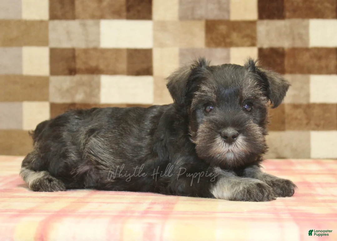 Miniature Schnauzer dogs for sale: Eddy - Ad 2