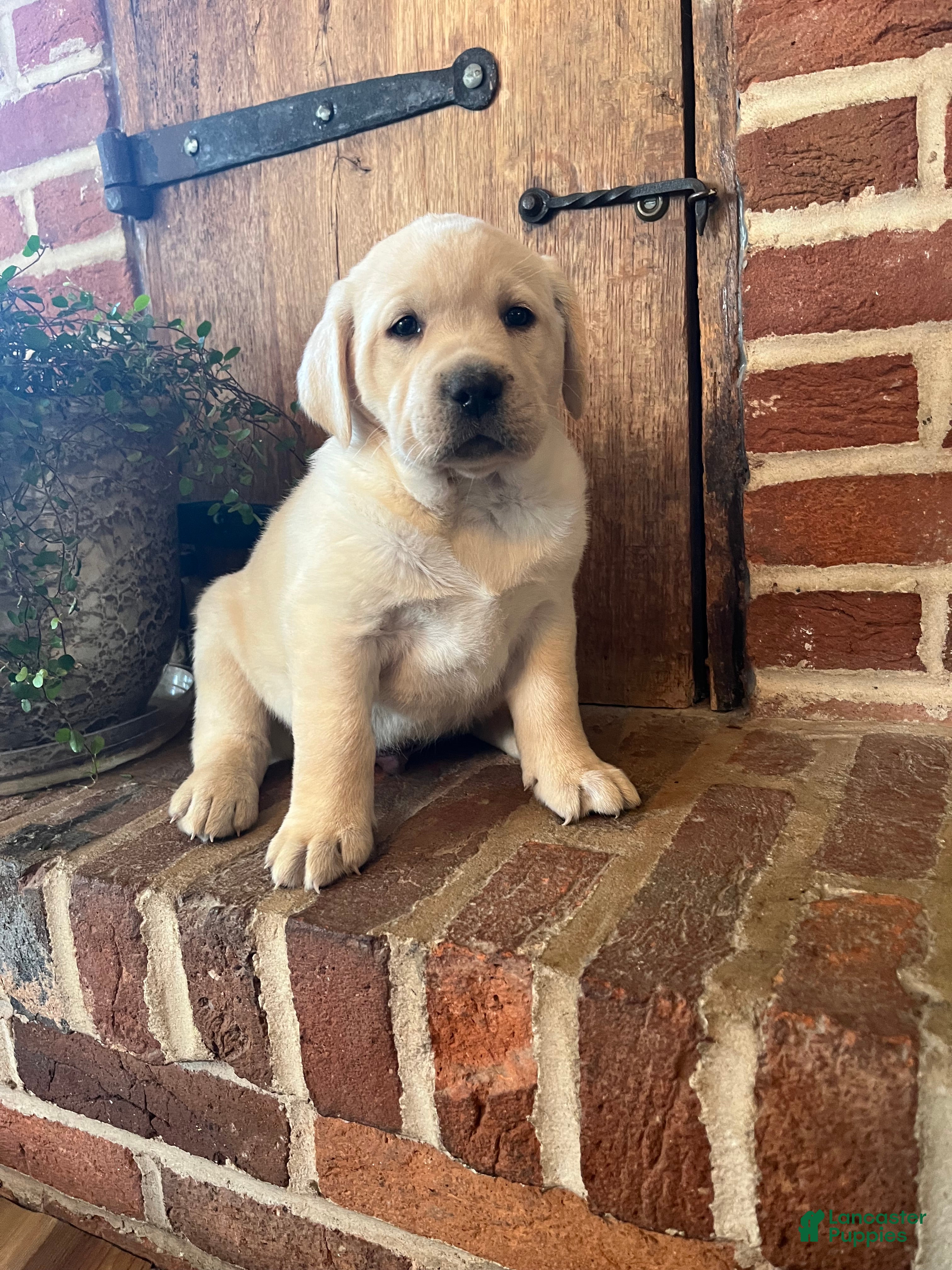 Labrador Retriever dogs King  - Ad 1