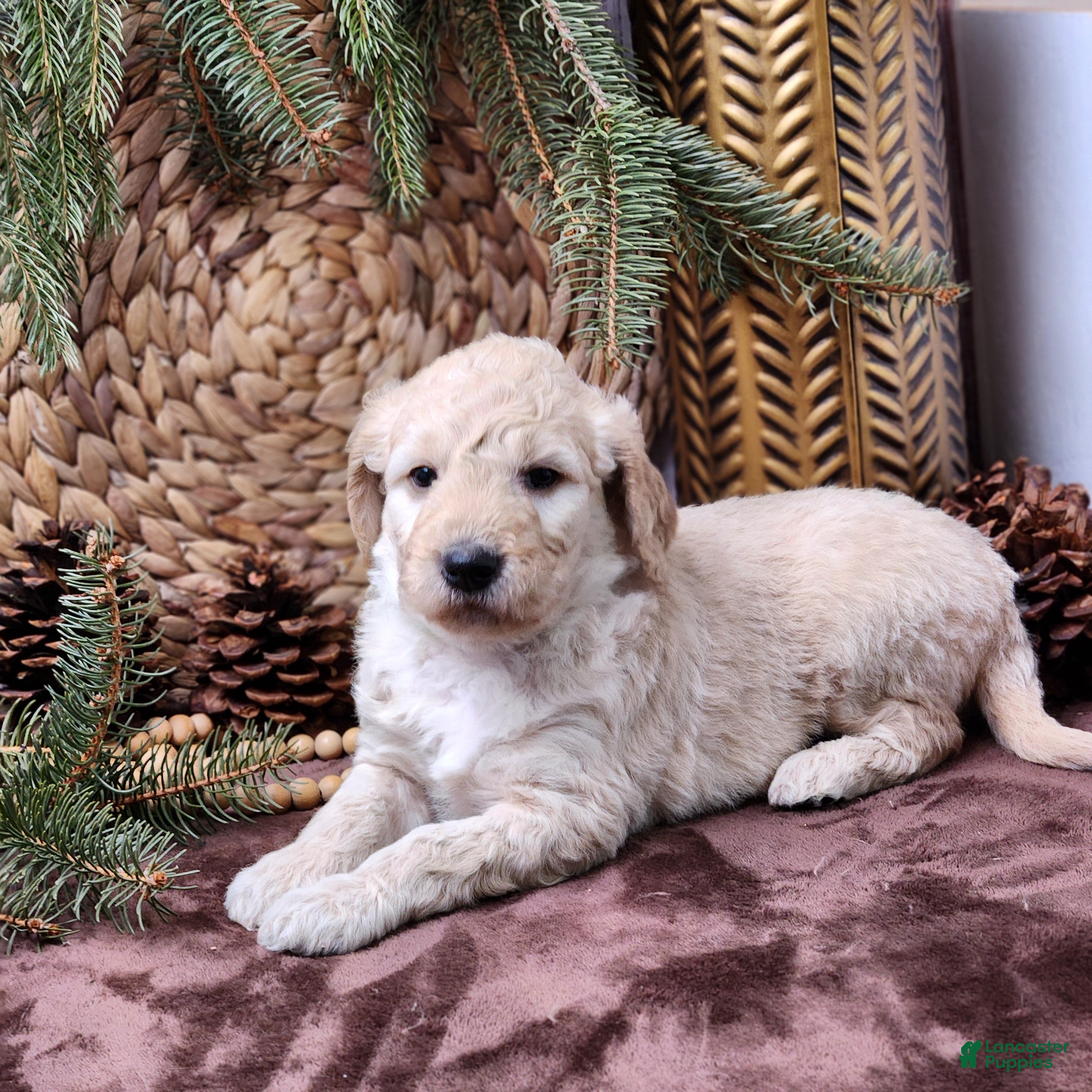 Goldendoodle dogs Bryce  - Ad 25