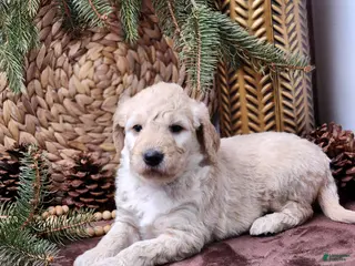 Goldendoodle dogs Bryce - Ad 25