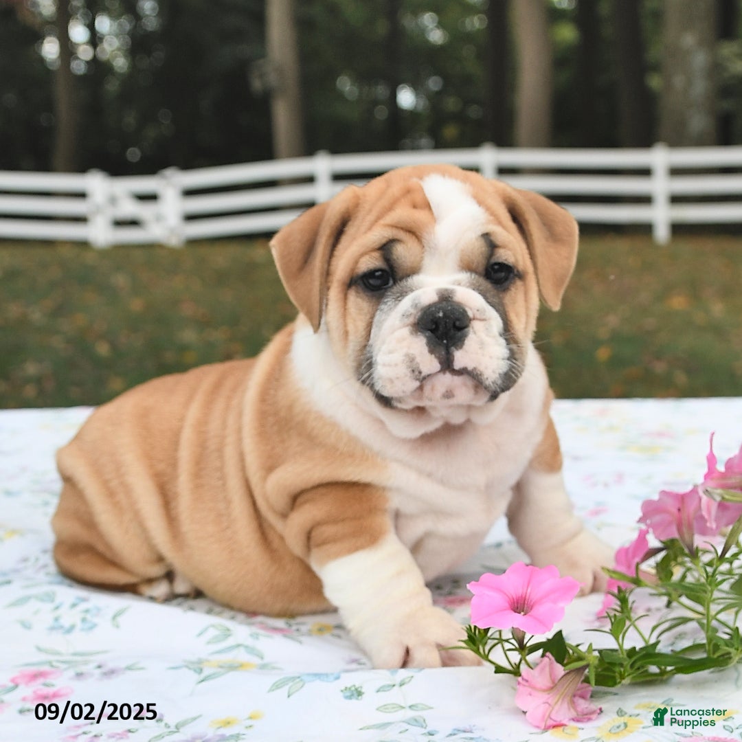 Mixed Breed dogs for sale: Bruce - Ad 8