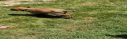 English Mastiff dogs for sale: Puppy 2 - Ad 5