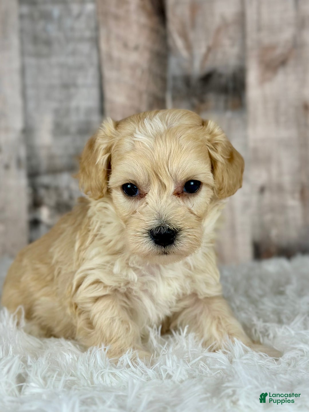 Maltipoo dogs for sale: Boy Noah - 0008 - Ad 1