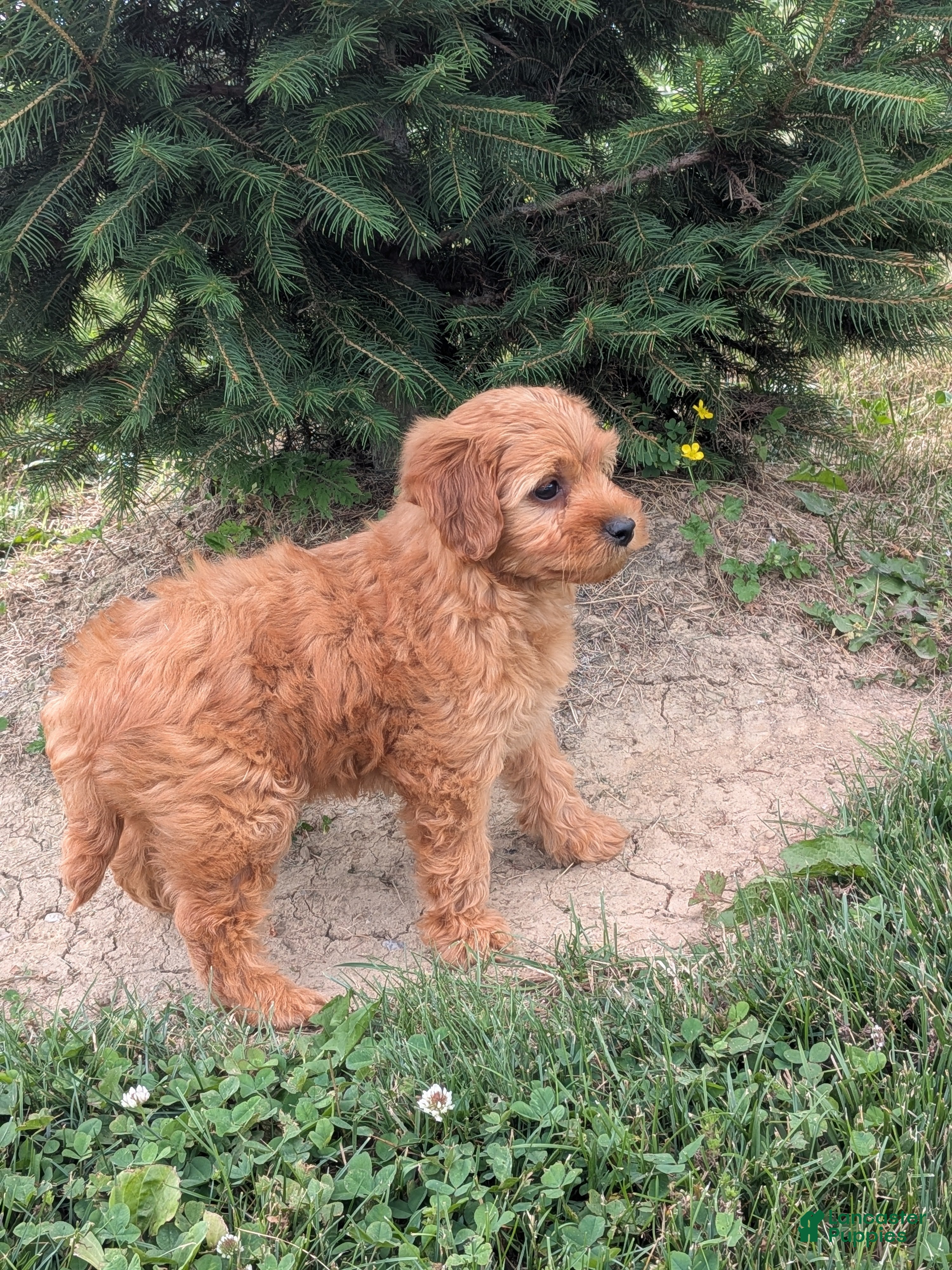 Mini Goldendoodle dogs Chloe  - Ad 2