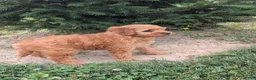 Mini Goldendoodle dogs for sale: Chloe  - Ad 2