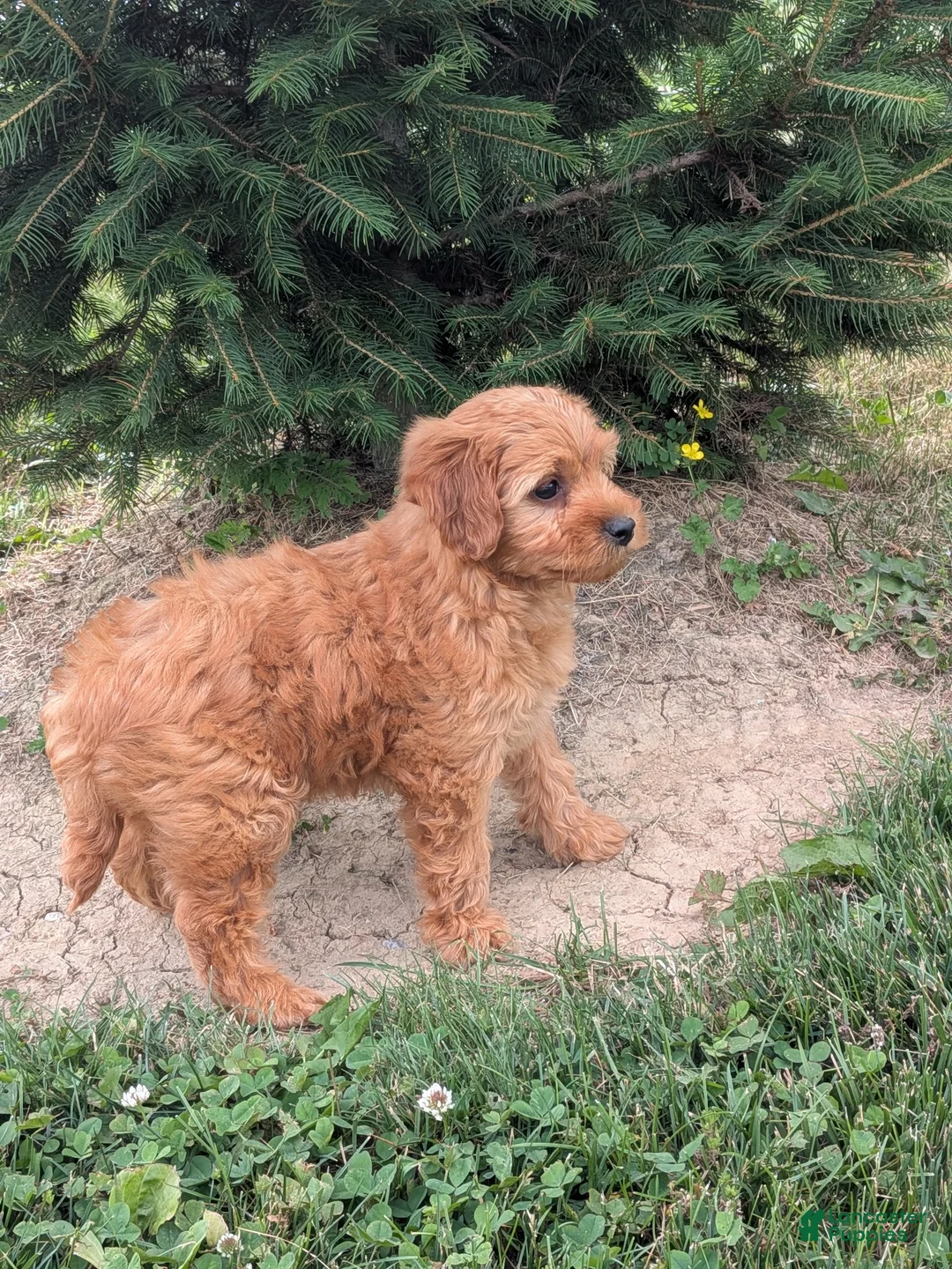Mini Goldendoodle dogs for sale: Chloe  - Ad 2