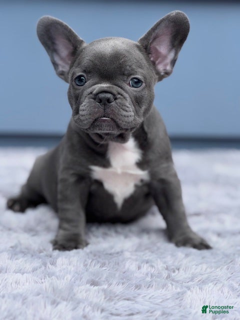 French Bulldog dogs for sale: Monroe - Ad 2