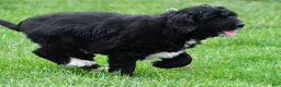 Newfypoo dogs for sale: Diesel - Ad 4