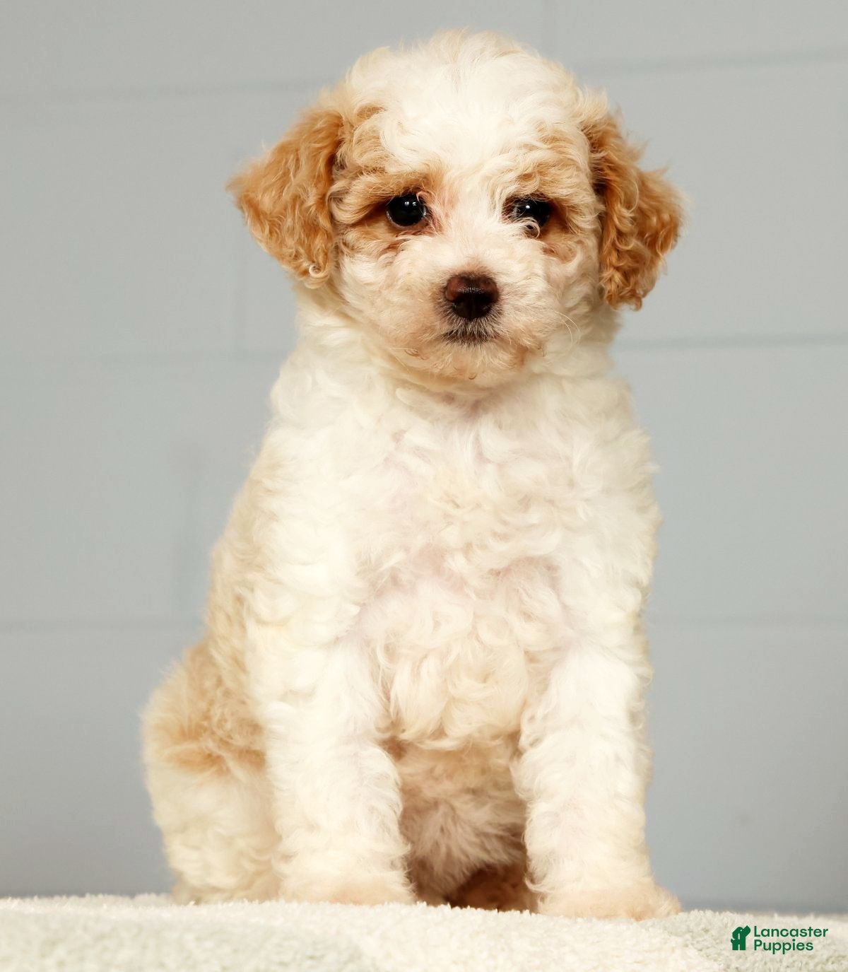 Miniature Poodle dogs Petunia - Ad 2