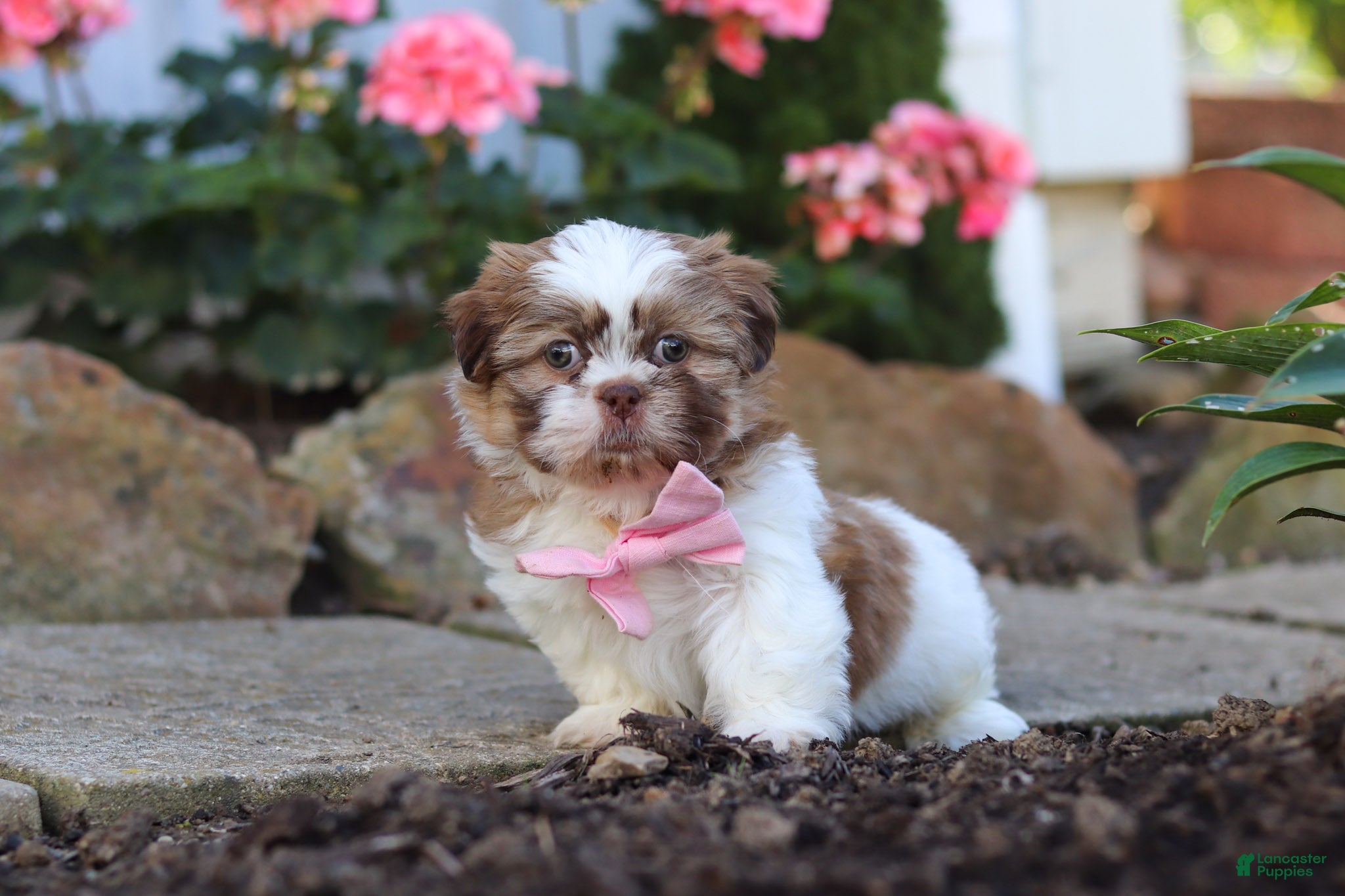 Shih Tzu dogs Lucy - Ad 2