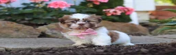 Shih Tzu dogs for sale: Lucy - Ad 2