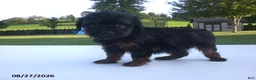 Yorkiepoo dogs for sale: Jill - Ad 2