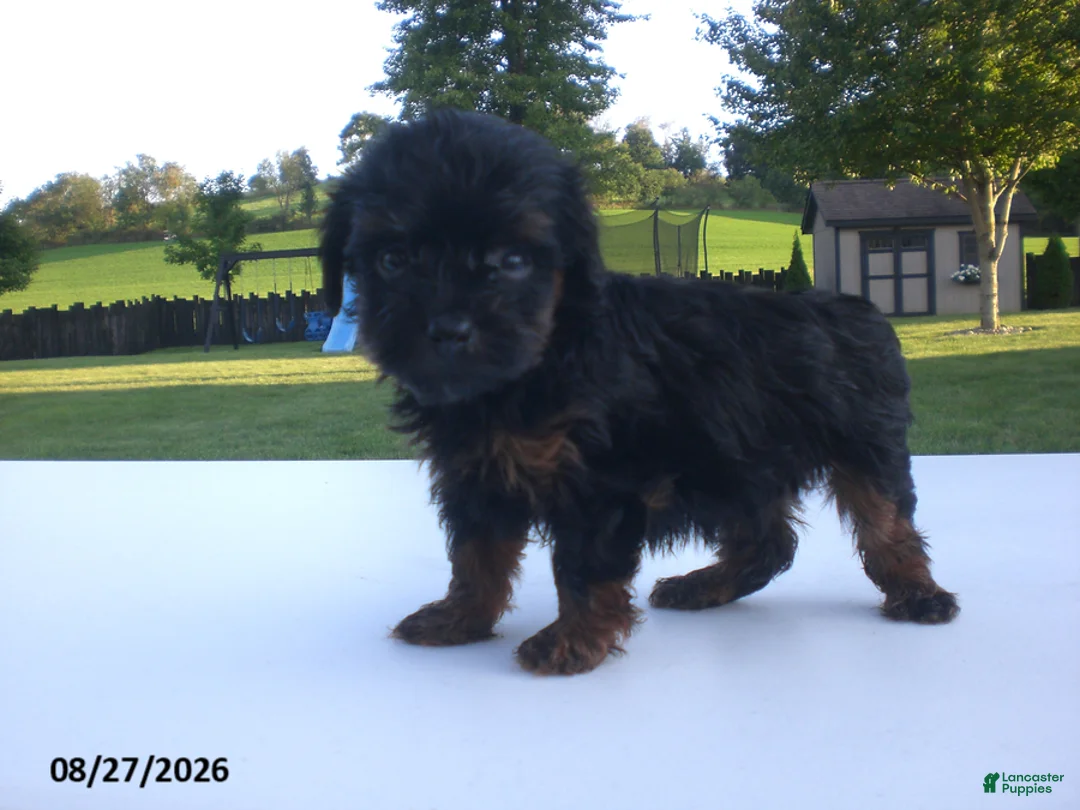 Yorkiepoo dogs for sale: Jill - Ad 2