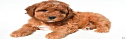 Miniature Poodle dogs for sale: Daisy - Ad 2