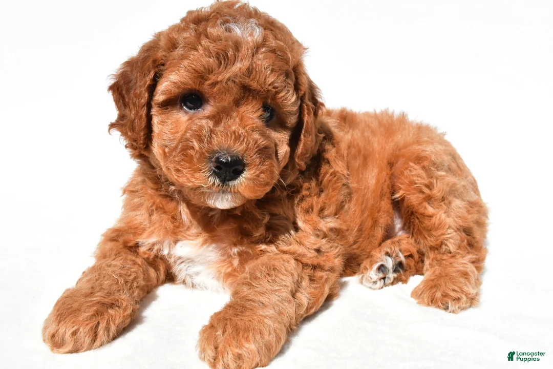 Miniature Poodle dogs for sale: Daisy - Ad 2
