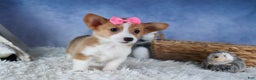 Welsh Corgi Pembroke dogs for sale: Lexi - Ad 14