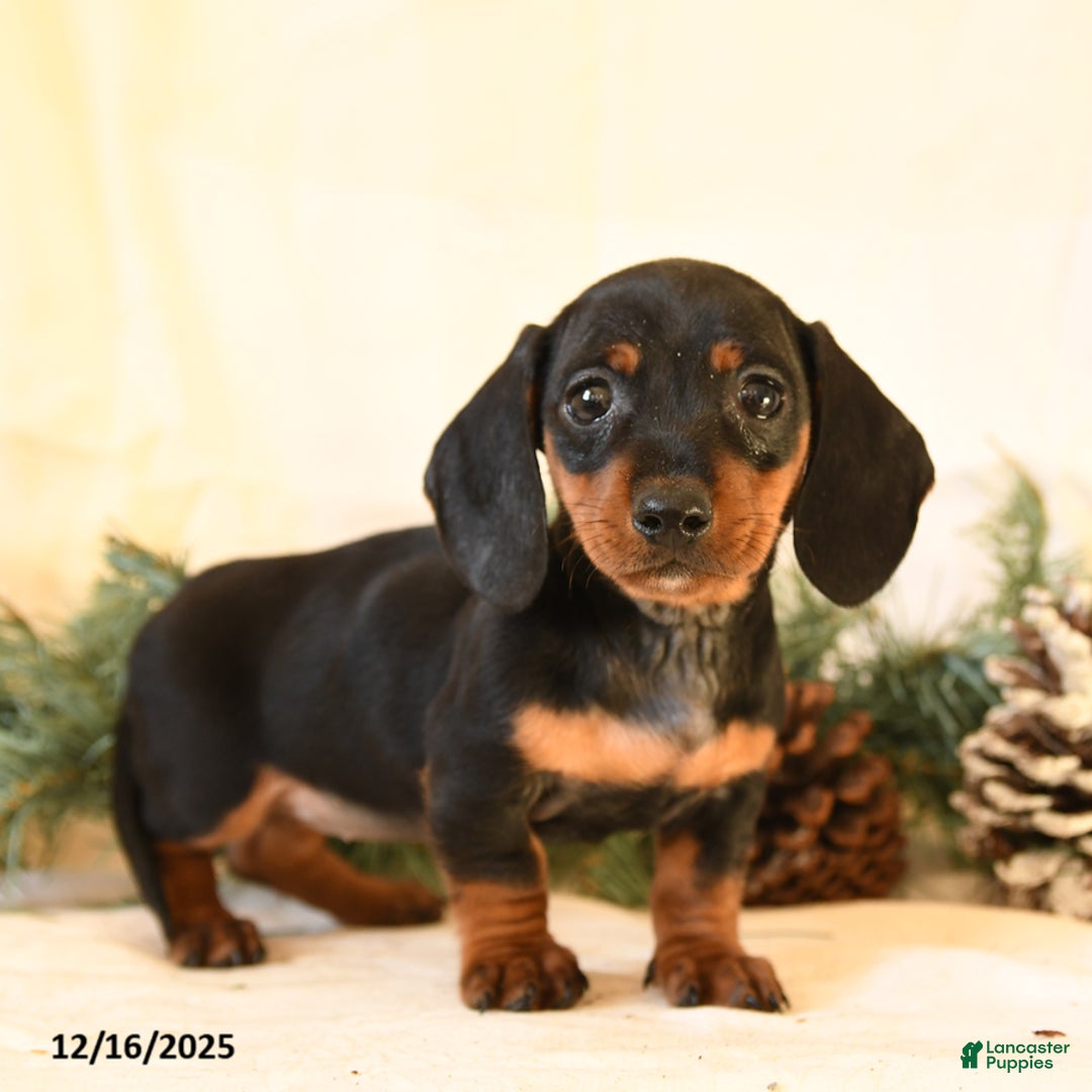 Miniature Dachshund dogs for sale: Catty - Ad 4