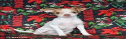 Chihuahua dogs for sale: Lucy - Ad 3